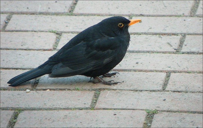 Amsel