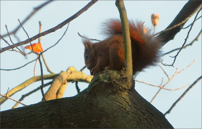 Eichhörnchen