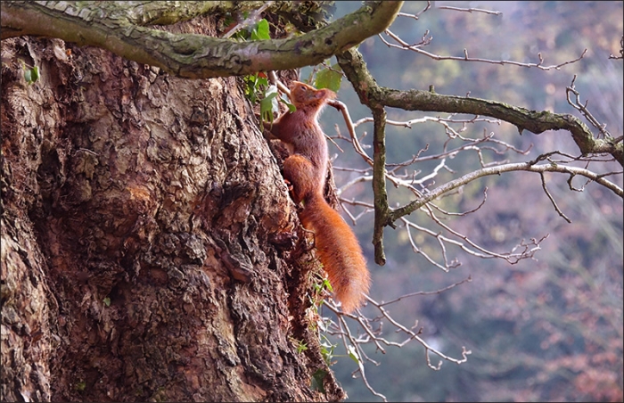 Eichhörnchen