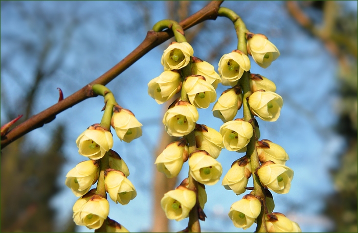 Kleine Blüten im März
