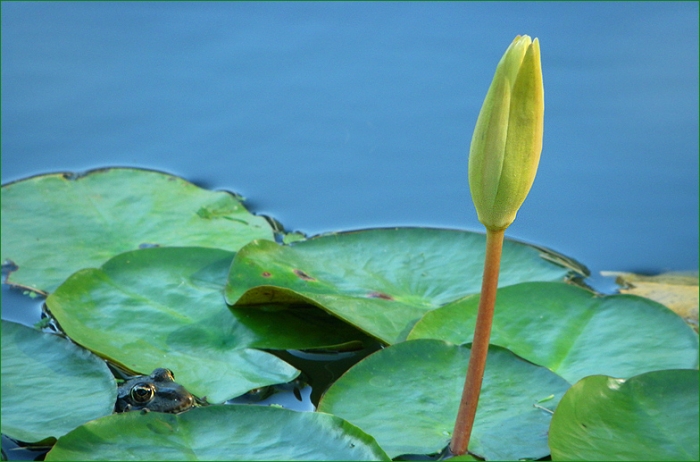 Seerosenknospe und Wasserfrosch