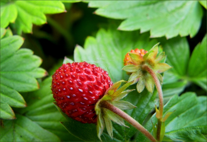 Walderdbeere