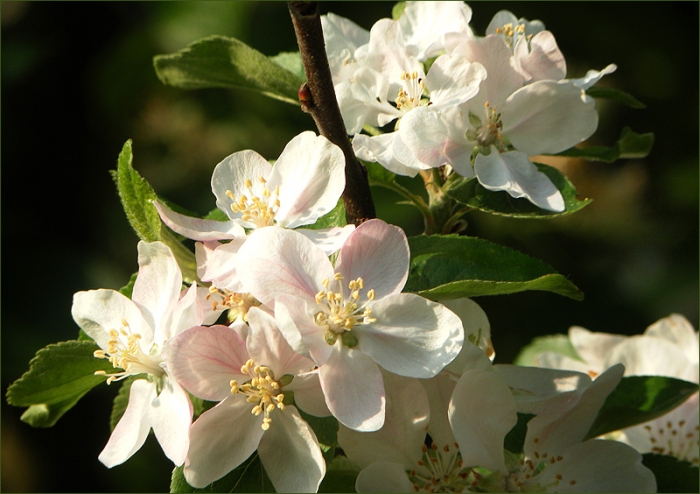 Apfelbaumblüten