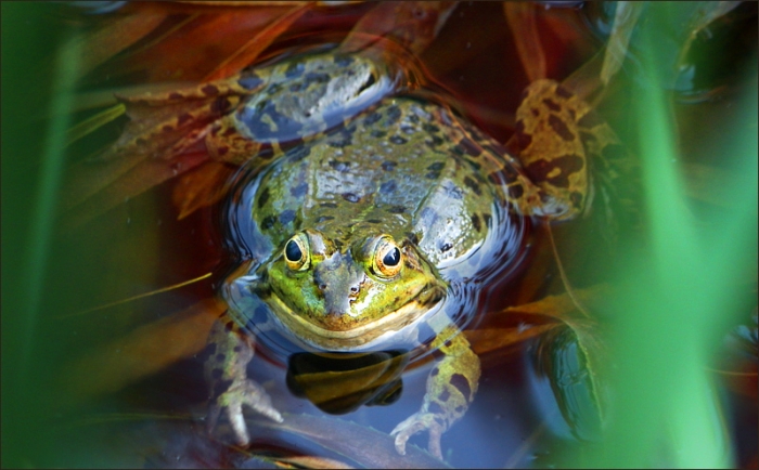 Wasserfrosch