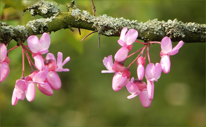 Blüten am Judasbaum