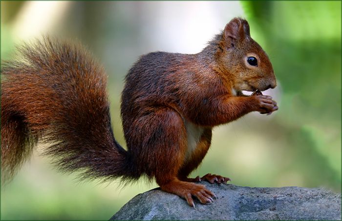 Eichhörnchen mit einer Nuss