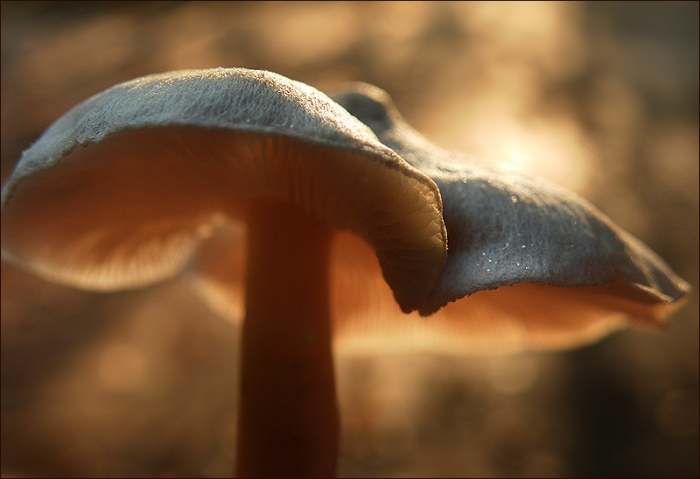 Pilz im Wald