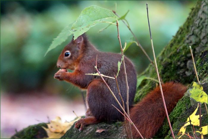 Eichhörnchen