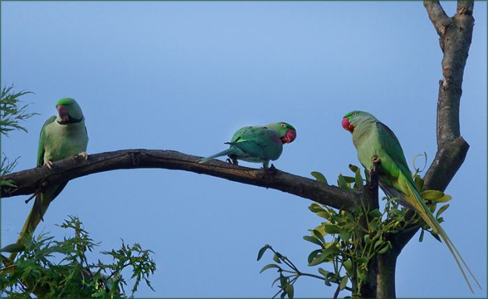 Drei Halsbandsittiche