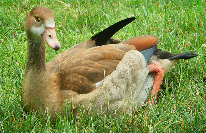 Nilgans