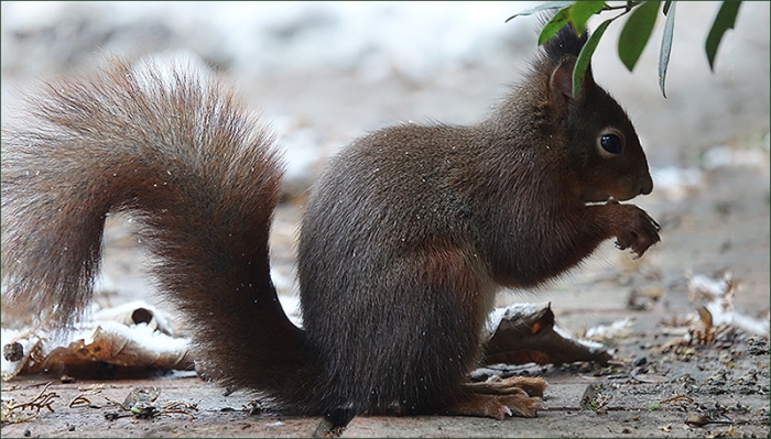 Eichhörnchen