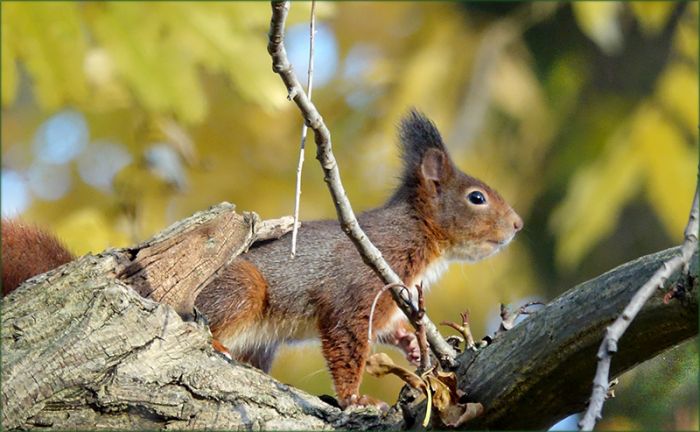 Eichhörnchen