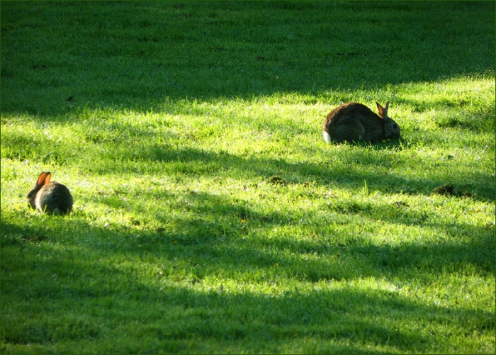 Zwei Kaninchen
