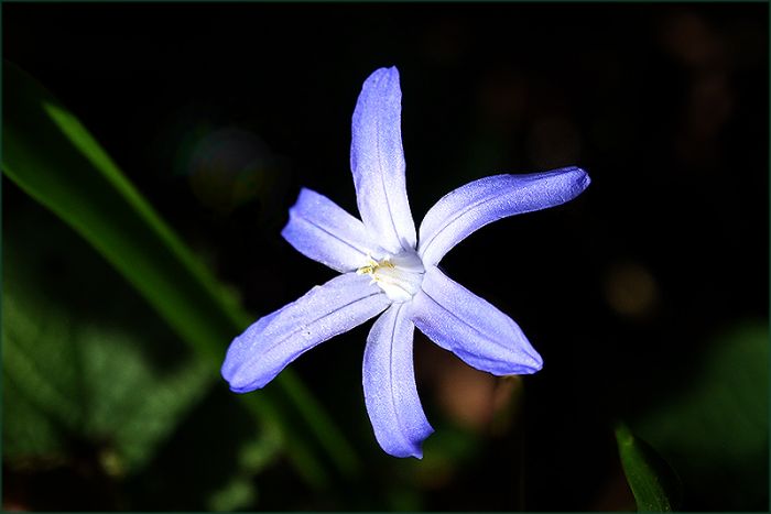 Kleine Blausternblume