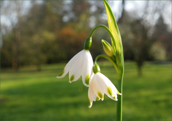 Märzenbecher auch Märzglöckchen genannt