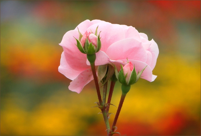 Rose
