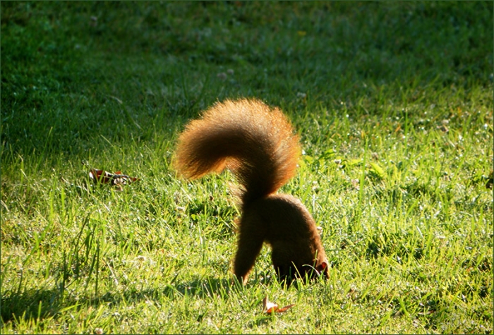 Eichhörnchen vergräbt eine Nuss als Wintervorrat
