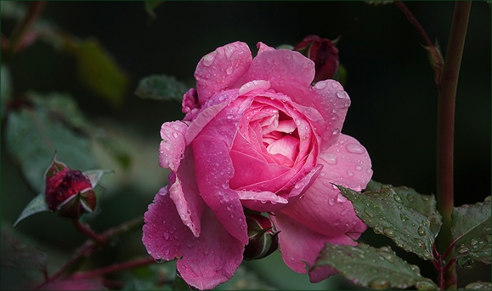 Rose mit Regentropfen