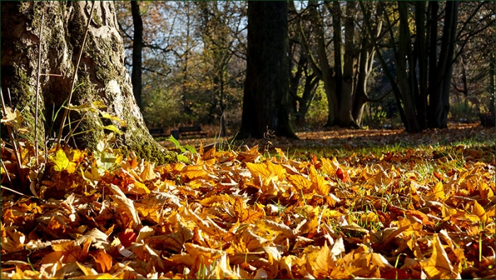 Herbstlaub