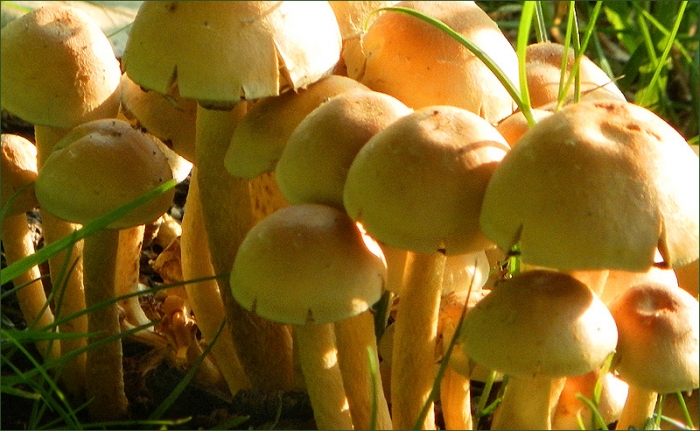 Pilze