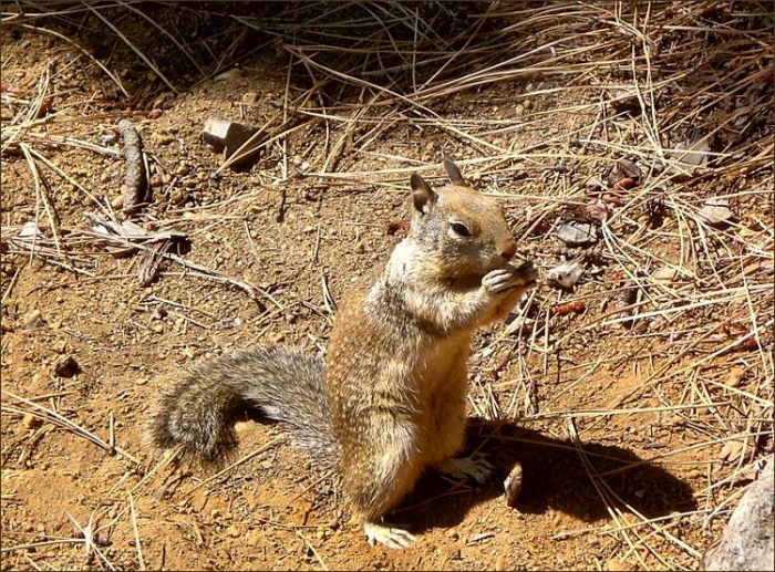 Amerikanisches Grauhoernchen