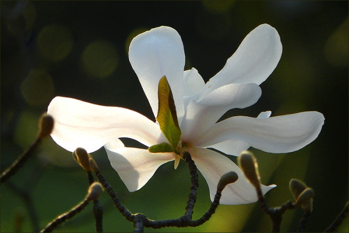 Magnolienblüte
