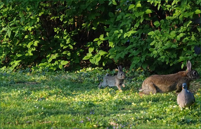 Wildkaninchen und Taube