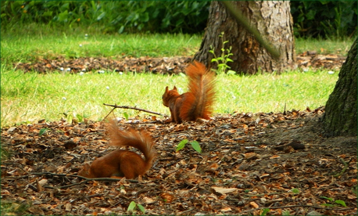 Zwei Eichhörnchen