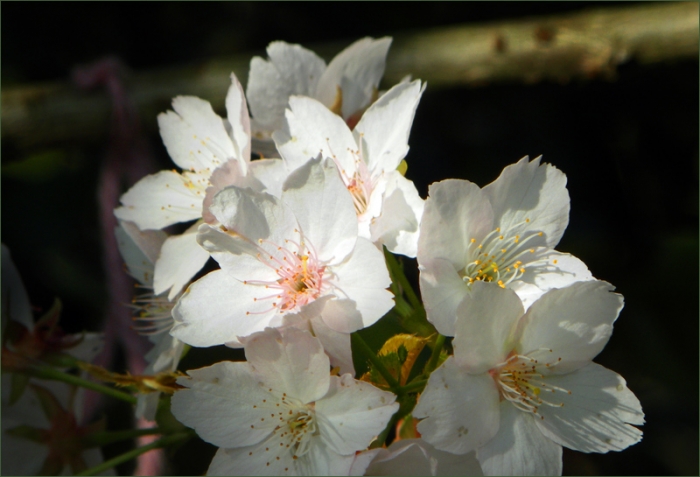 Kirschblüten