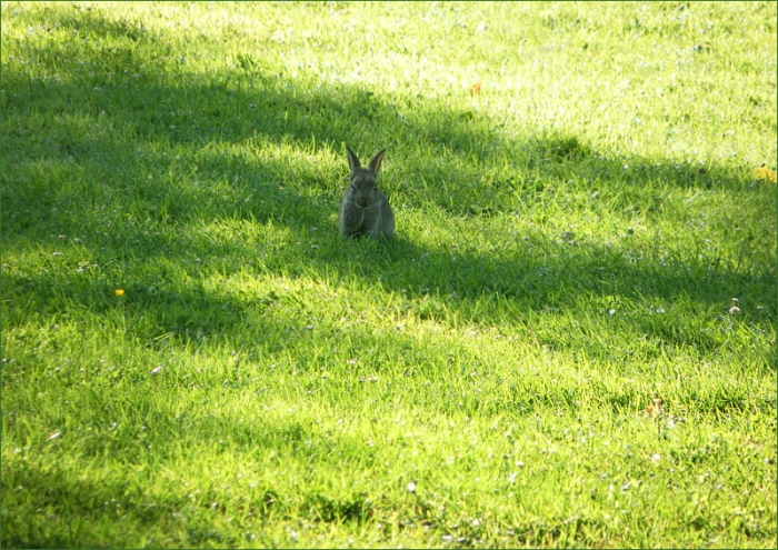 Junges Wildkaninchen