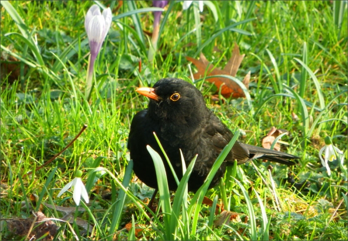 Amsel
