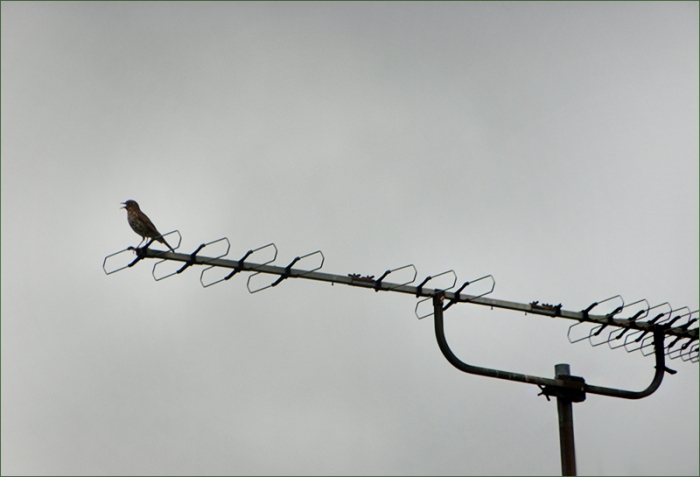 Antenne mit Singvogel