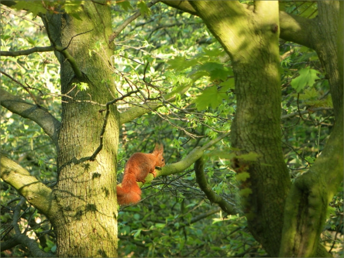 Eichhörnchen im Baum