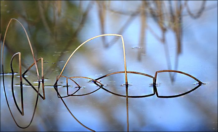 Schilfspiegelung im See