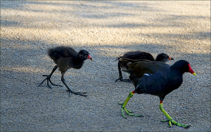 Teichhuhn mit zwei Küken