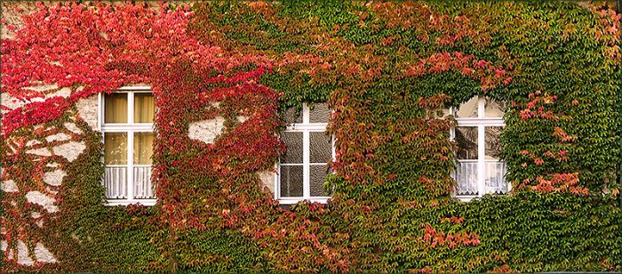 Bewachsene Hausfassade