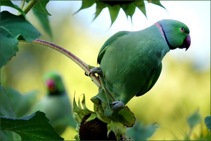 Halbandsittich auf einer Sonnenblume