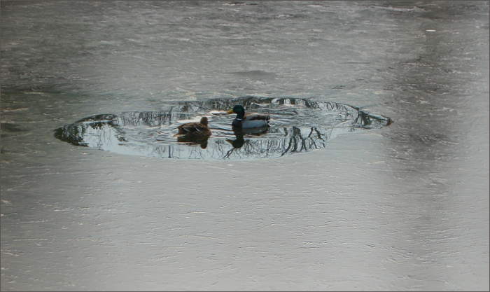 Entenpärchen im vereisten See