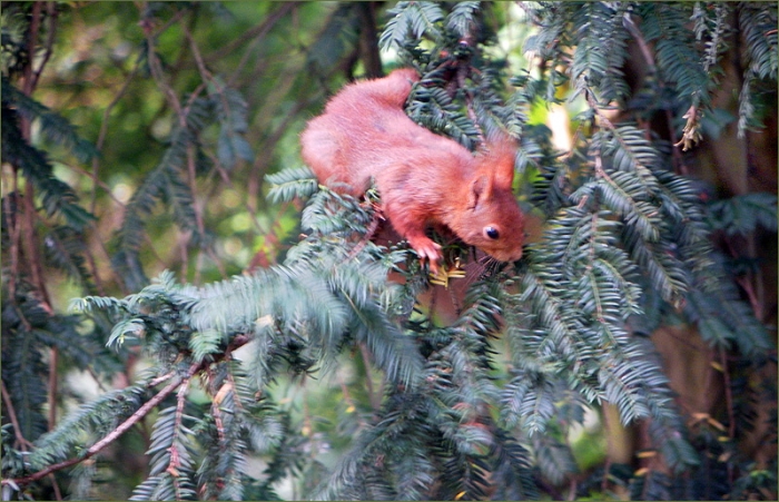 Eichhörnchen