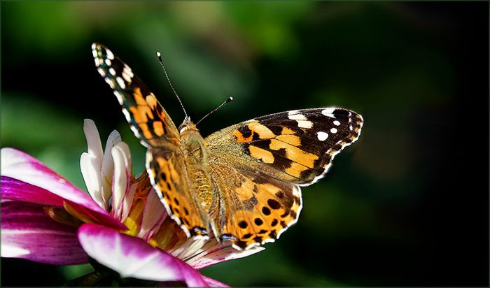 Schmetterling / Distelfalter
