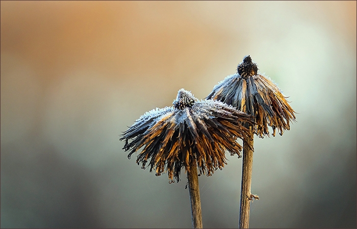 Vertrocknete Blüten mit Raureif