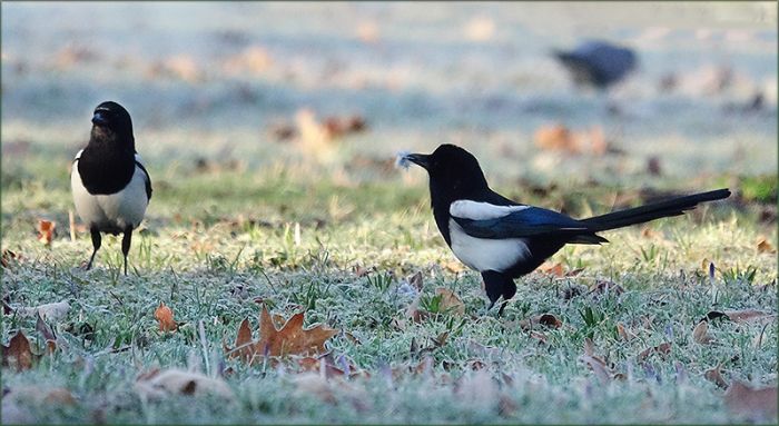 Zwei Elstern auf der Wiese mit Raureif