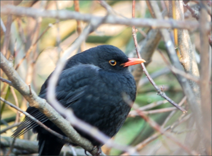 Amsel