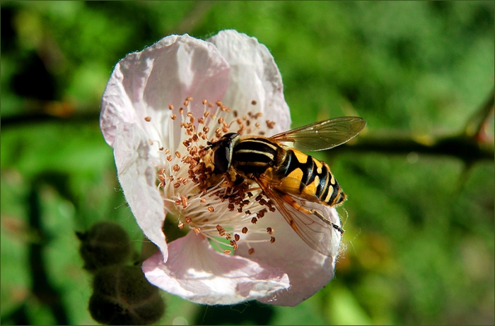 Eine Wespenschwebfliege auf einer Brombeerblüte