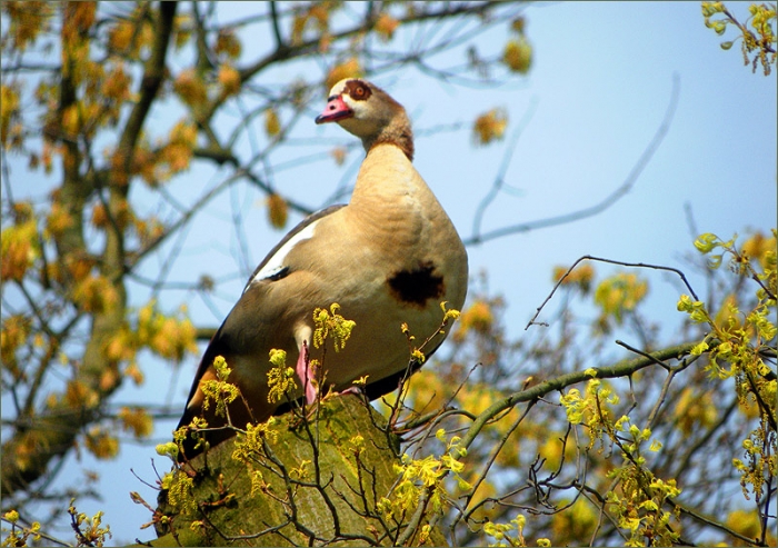 Nilgans