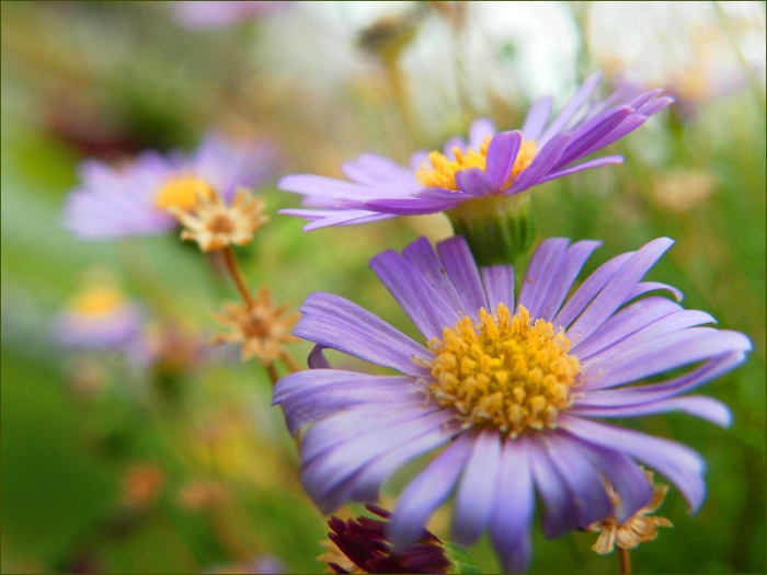 Septemberblüten