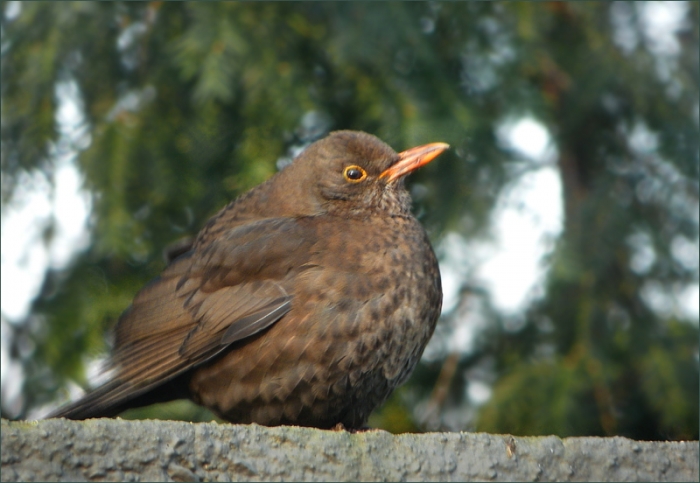 Amsel