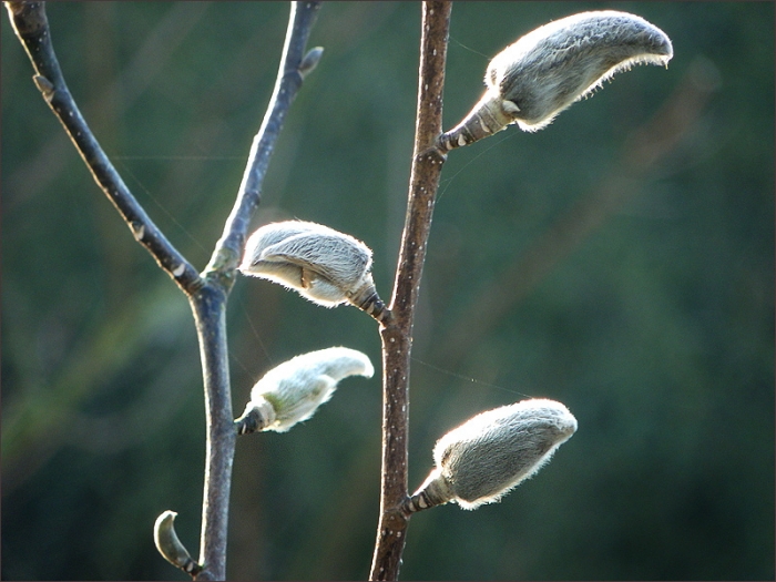 Magnolienknospen im März