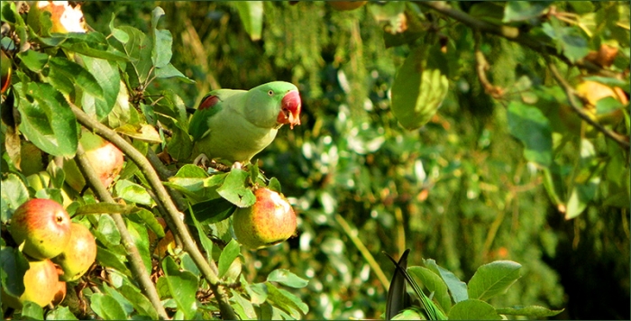 Papagei im Apfelbaum