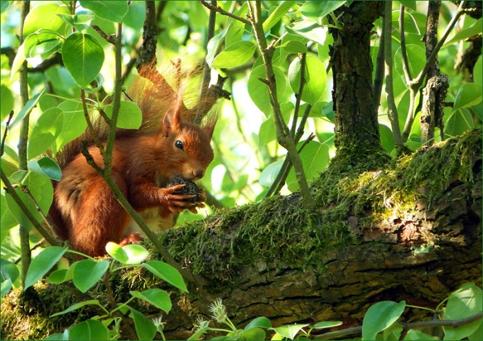 Eichhörnchen im Maigrün